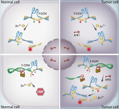 An Enzyme-Activatable Engineered DNAzyme Sensor for Cell-Selective Imaging of Metal Ions