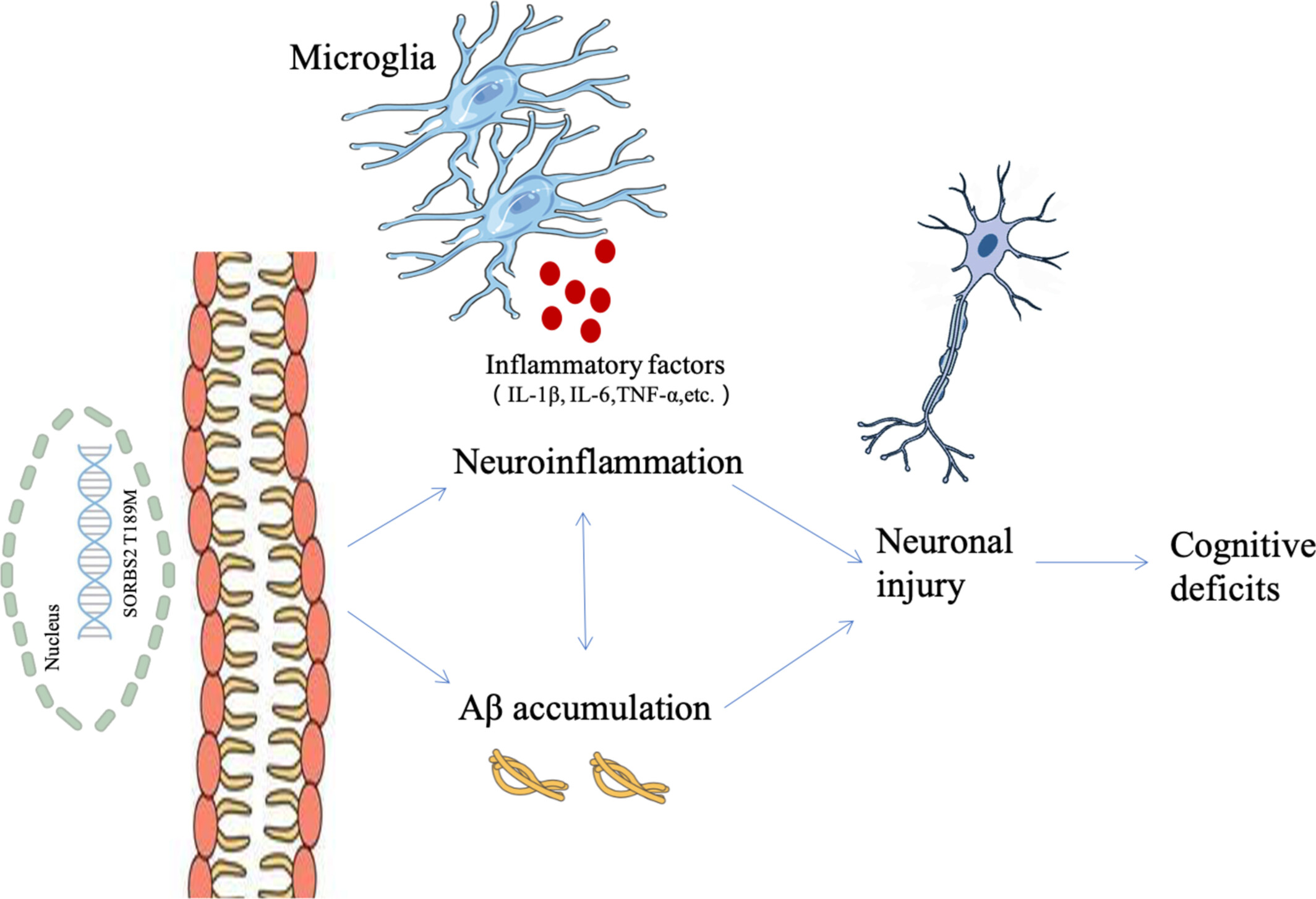 A Novel Missense Variant in SORBS2 Is Causative With Familial Alzheimer's Disease