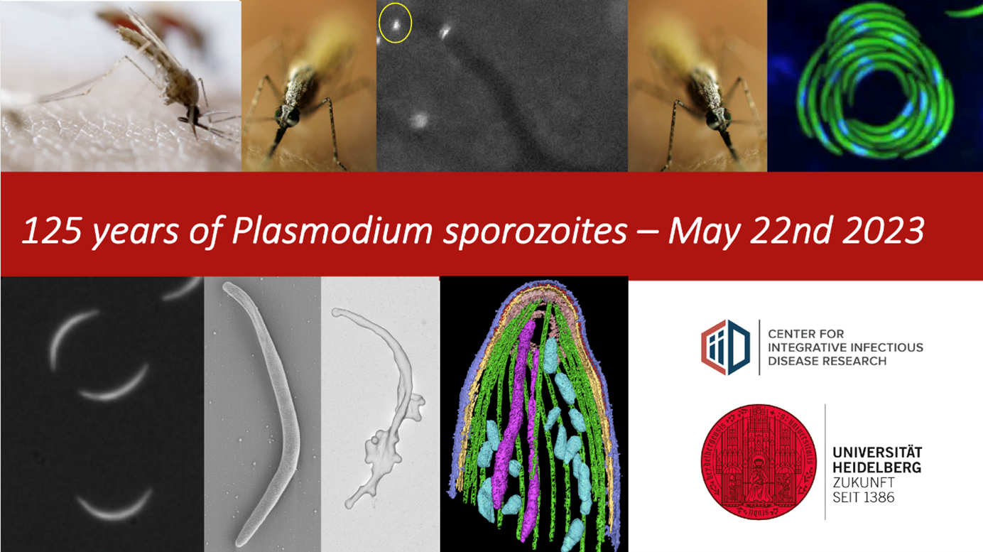<p>Celebrating 125 years of Plasmodium sporozoite discovery</p>