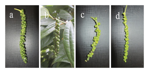 Details are in the caption following the image