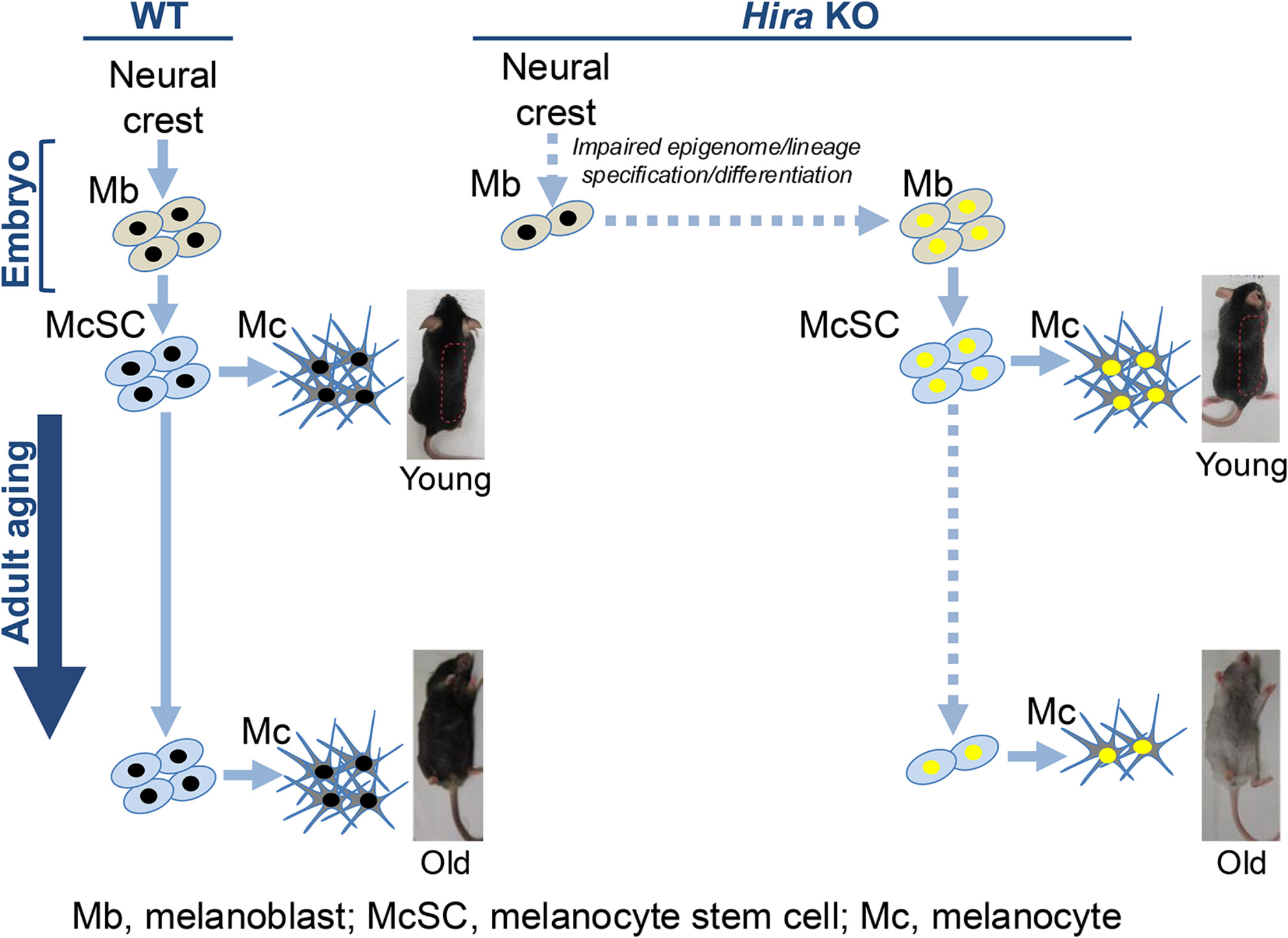 Inactivation of Histone Chaperone HIRA Unmasks a Link Between Normal Embryonic Development of Melanoblasts and Maintenance of Adult Melanocyte Stem Cells