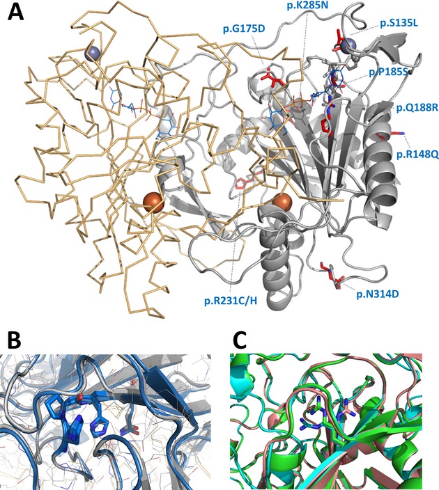 Functional and structural impact of the most prevalent missense mutations in classic galactosemia
