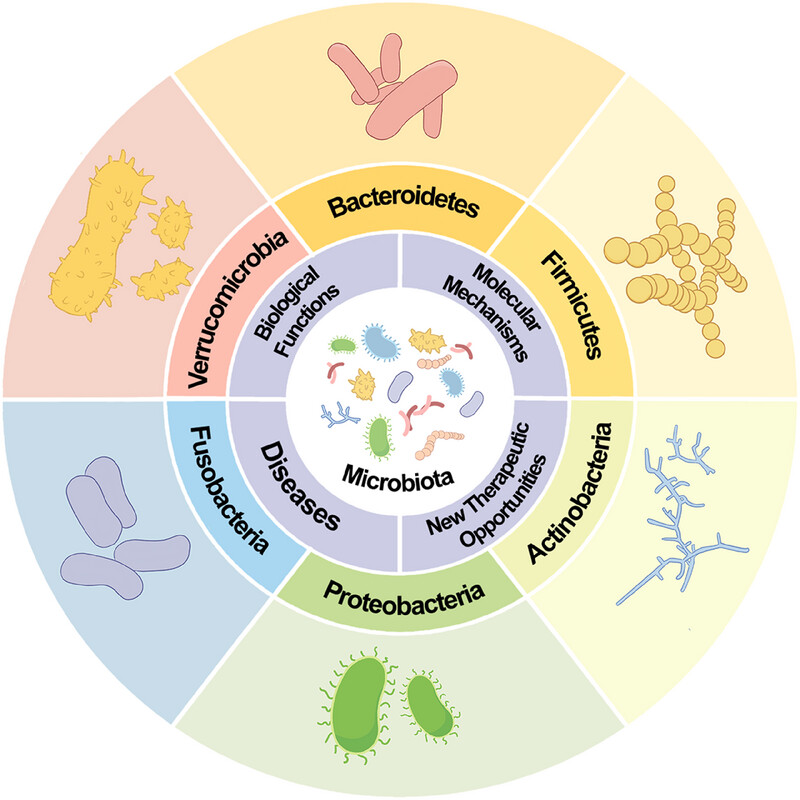 Interaction Between Microbiota and Immunity: Molecular Mechanisms, Biological Functions, Diseases, and New Therapeutic Opportunities