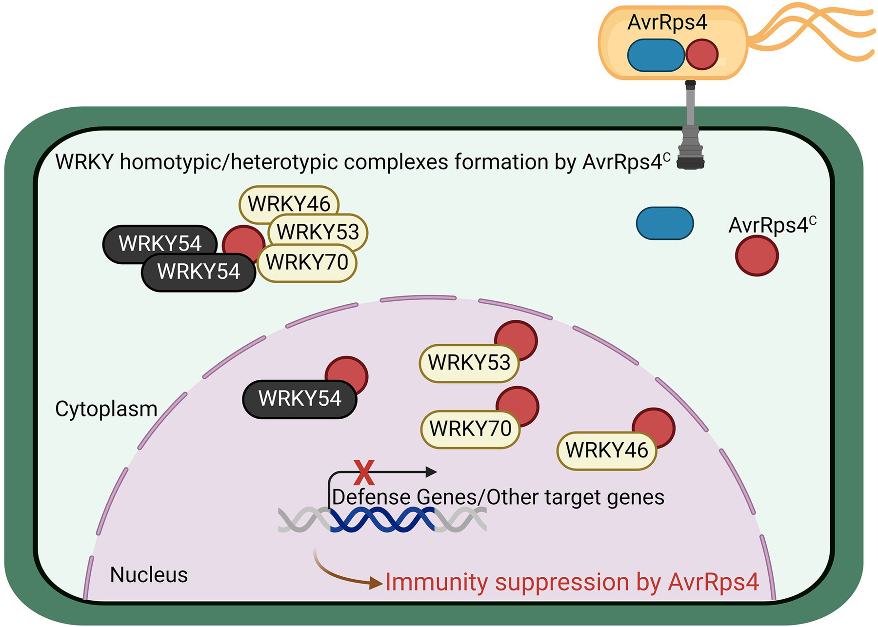 The processed C-terminus of AvrRps4 effector suppresses plant immunity via targeting multiple WRKYs
