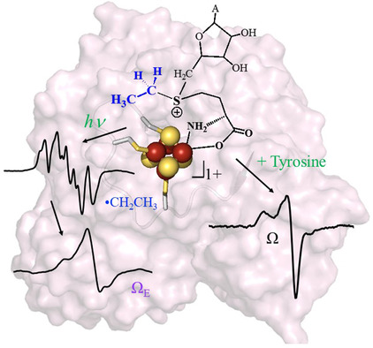 S-Adenosyl-l-ethionine is a Catalytically Competent Analog of S-Adenosyl-l-methionine (SAM) in the Radical SAM Enzyme HydG