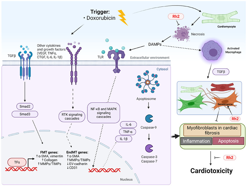 Ginsenoside Rh2 mitigates doxorubicin-induced cardiotoxicity by inhibiting apoptotic and inflammatory damage and weakening pathological remodelling in breast cancer-bearing mice