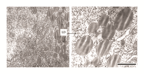 Details are in the caption following the image
