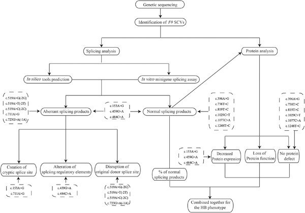 Effects of 14 F9 synonymous codon variants on hemophilia B expression: Alteration of splicing along with protein expression