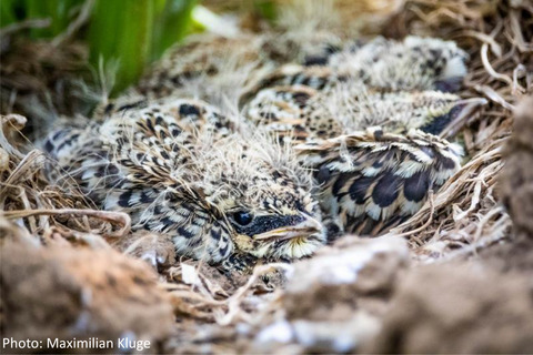 Habitat use and foraging parameters of breeding Skylarks indicate no seasonal decrease in food availability in heterogeneous farmland