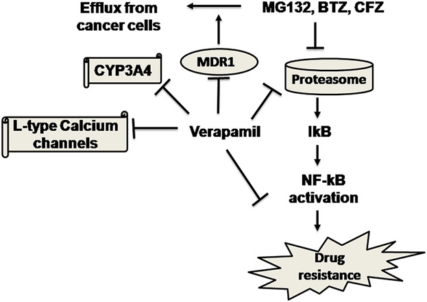 P-Glycoprotein Inhibition Sensitizes Human Breast Cancer Cells to Proteasome Inhibitors