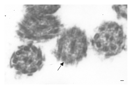 Details are in the caption following the image
