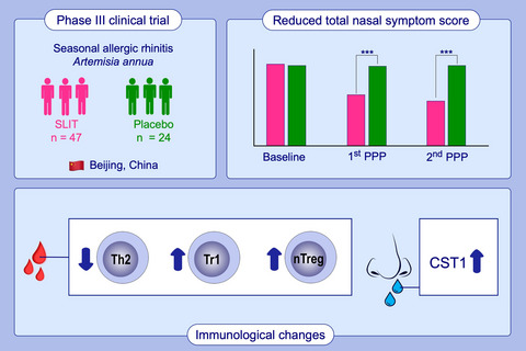Artemisia annua-sublingual immunotherapy for seasonal allergic rhinitis: A randomized controlled trial