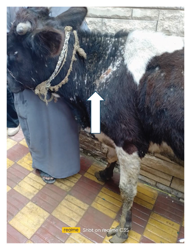 Details are in the caption following the image Details are in the caption following the image