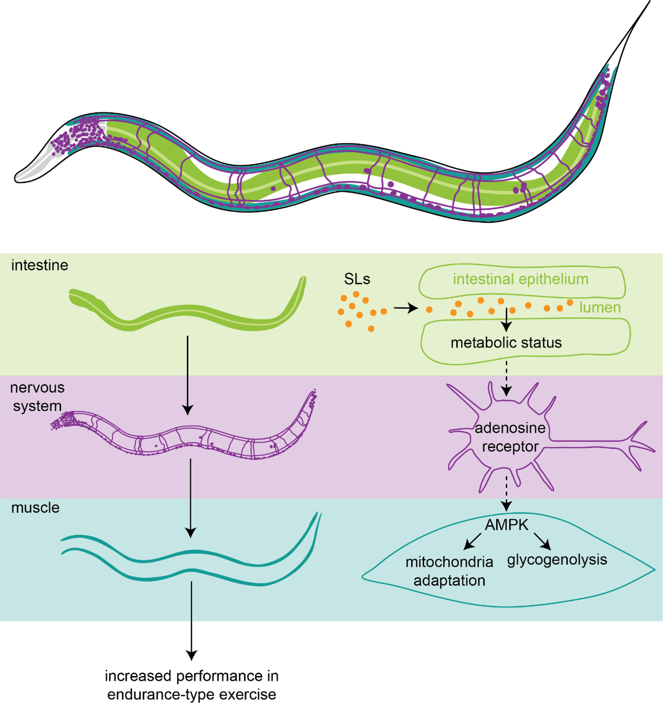 3′sialyllactose and 6′sialyllactose enhance performance in endurance-type exercise through metabolic adaptation