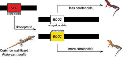 Epistatic interactions between pterin and carotenoid genes modulate intra-morph color variation in a lizard