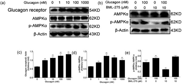 Glucagon attenuates lipid accumulation in cow hepatocytes through AMPK signaling pathway activation
