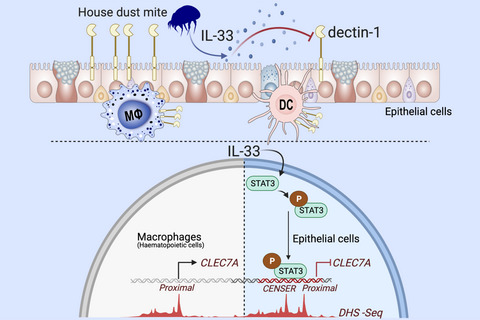 Epigenetic regulation of epithelial dectin-1 through an IL-33-STAT3 axis in allergic disease
