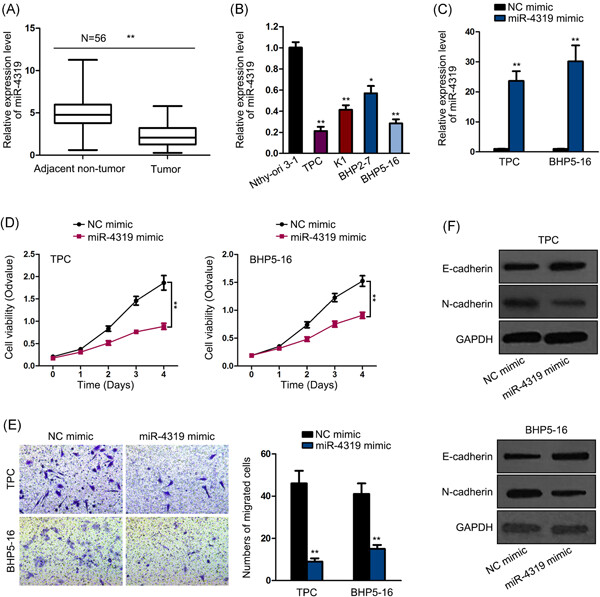 miR-4319 inhibited the development of thyroid cancer by modulating FUS-stabilized SMURF1