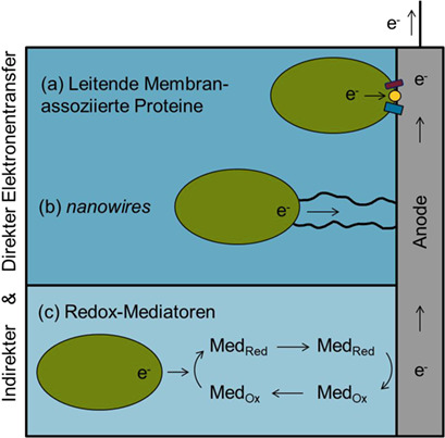 Strategien zur gezielten Verbesserung des anodenseitigen Elektronentransfers in mikrobiellen Brennstoffzellen Strategies for Targeted Improvement of Anodic Electron Transfer in Microbial Fuel Cells