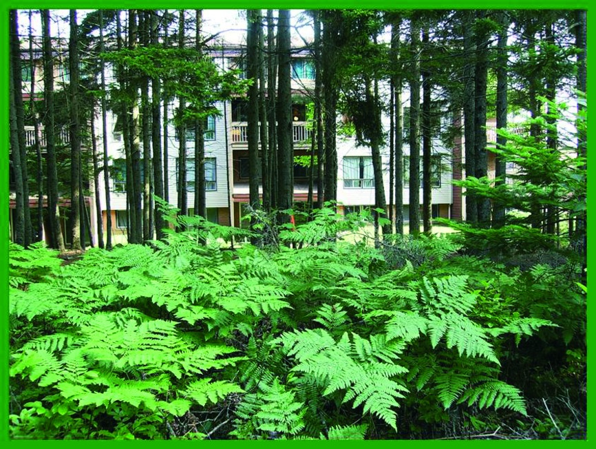 Patterns of exotic plants in relation to anthropogenic edges within urban forest remnants