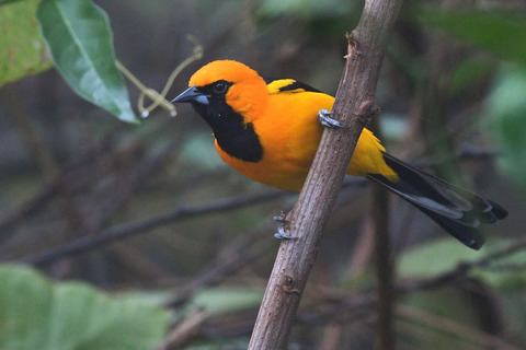 Acknowledging uncertainty in evolutionary reconstructions of ecological niches