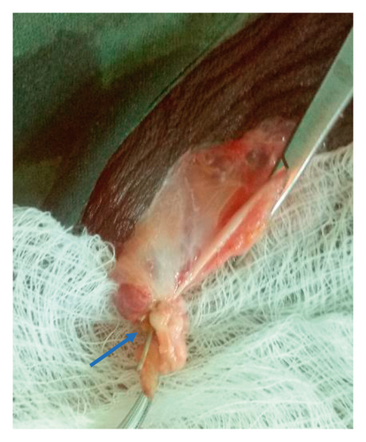 Details are in the caption following the image Details are in the caption following the image