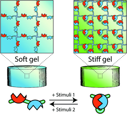 Cyclic Stiffness Modulation of Cell-Laden Protein–Polymer Hydrogels in Response to User-Specified Stimuli Including Light