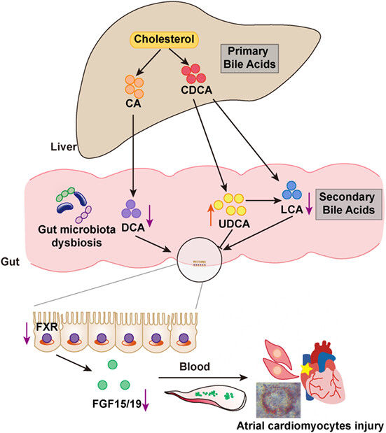 Suppression of the gut microbiota–bile acid–FGF19 axis in patients with atrial fibrillation