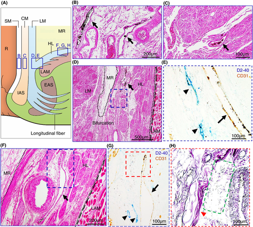 Details are in the caption following the image Details are in the caption following the image