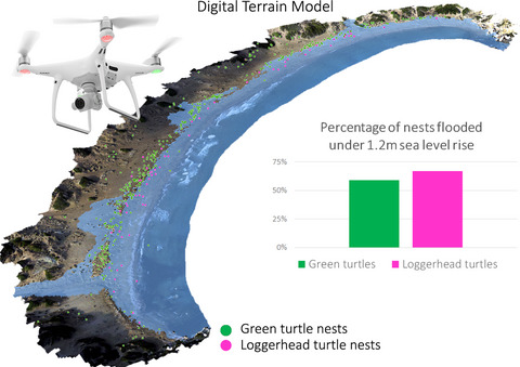 Assessing climate change associated sea-level rise impacts on sea turtle nesting beaches using drones, photogrammetry and a novel GPS system