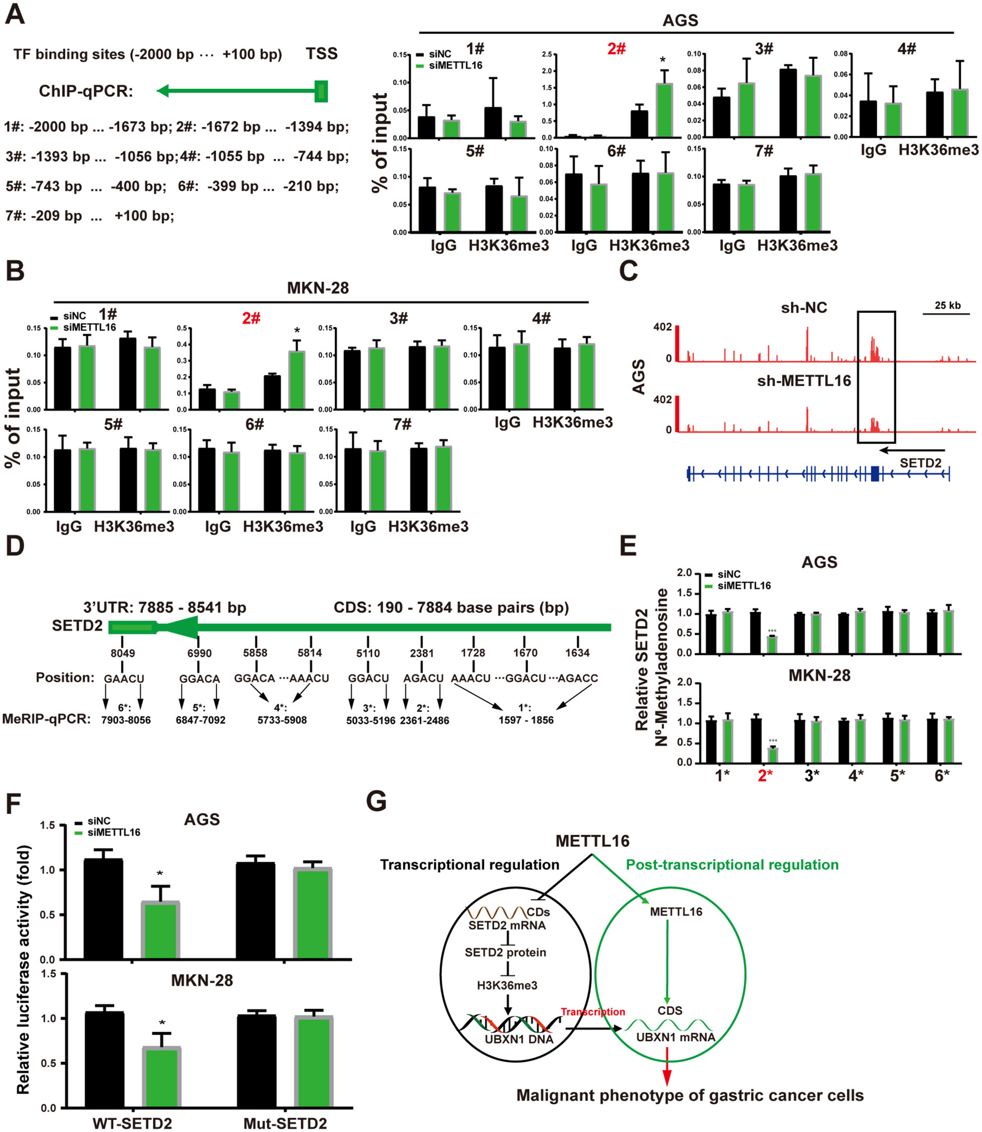 The Oncogenic Role of UBXN1 in Gastric Cancer Is Attributed to the METTL16-Mediated m6A Methylation and Histone Modifications