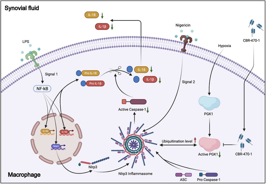 The antiarthritic effect of CBR-470-1 in hypoxic environment is to increase the level of NOD-like receptor family pyrin domain containing 3 ubiquitination by decreasing phosphoglycerate kinase 1 activity