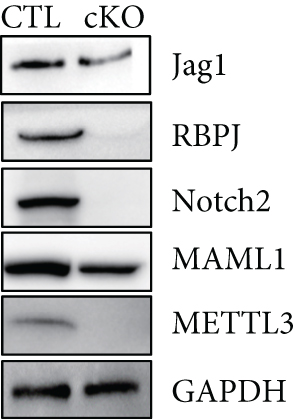 Details are in the caption following the image