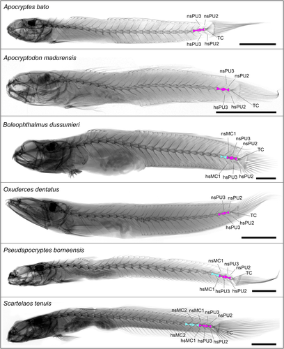 Details are in the caption following the image Details are in the caption following the image