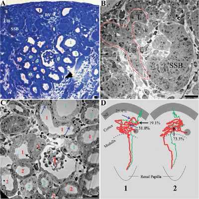 Ultrastructural identification of developing proximal tubules based on three-dimensional reconstruction