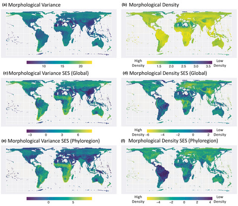 Global biogeographic patterns of avian morphological diversity