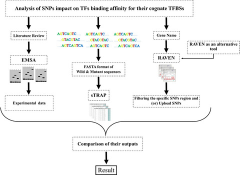A preliminary computational outputs versus experimental results: Application of sTRAP, a biophysical tool for the analysis of SNPs of transcription factor-binding sites