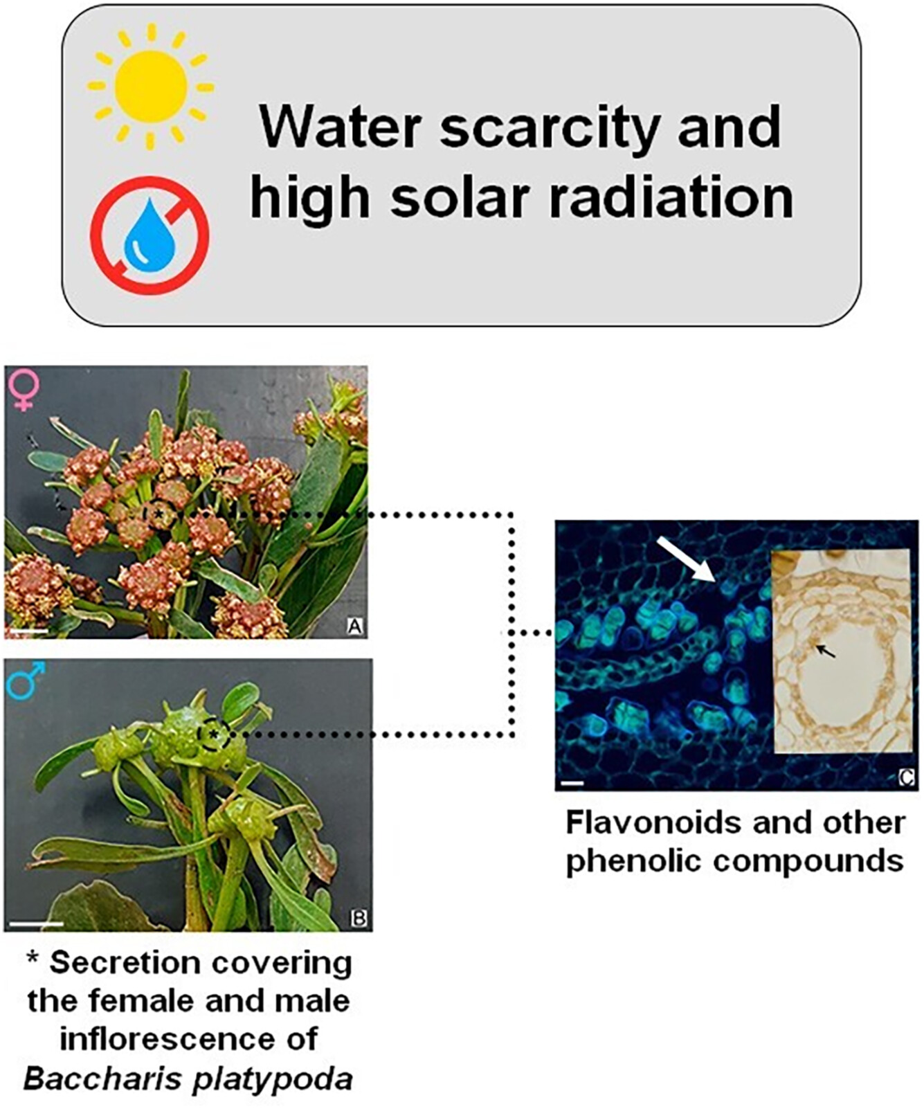 Secretory structures in Baccharis platypoda DC. inflorescences (Asteraceae) and characterization of the chemical composition of its secretion