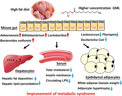 Glycerol-Monolaurate-Mediated Attenuation of Metabolic Syndrome is Associated with the Modulation of Gut Microbiota in High-Fat-Diet-Fed Mice