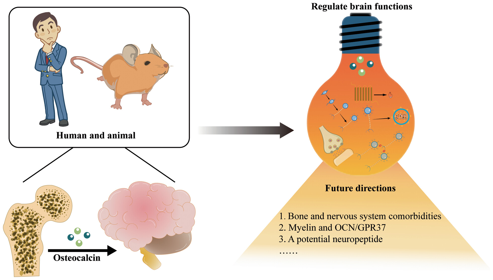Roles of osteocalcin in the central nervous system