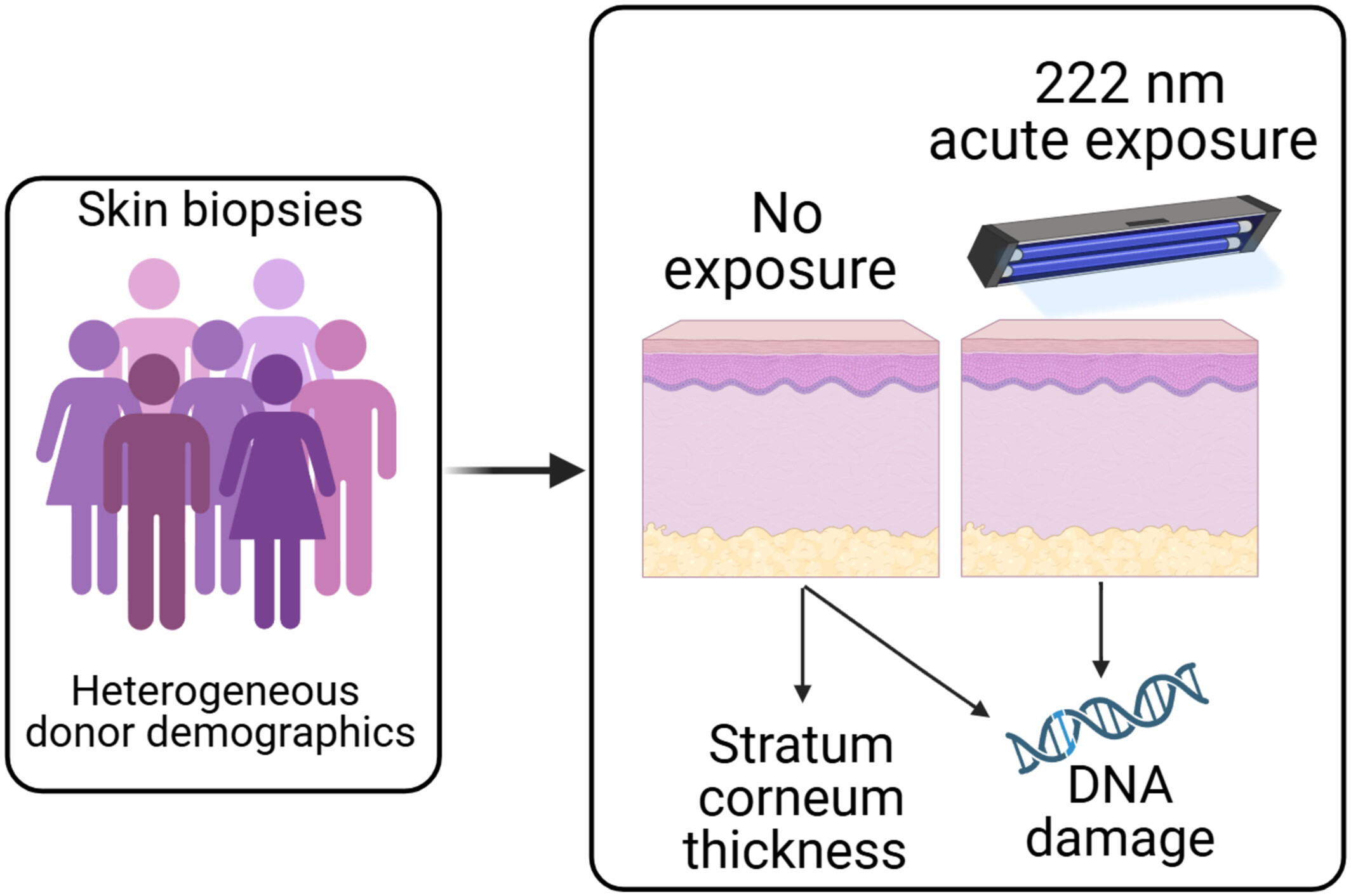 222 nm far-UVC light and skin health: Assessment of DNA damage across different skin types Issue ,
