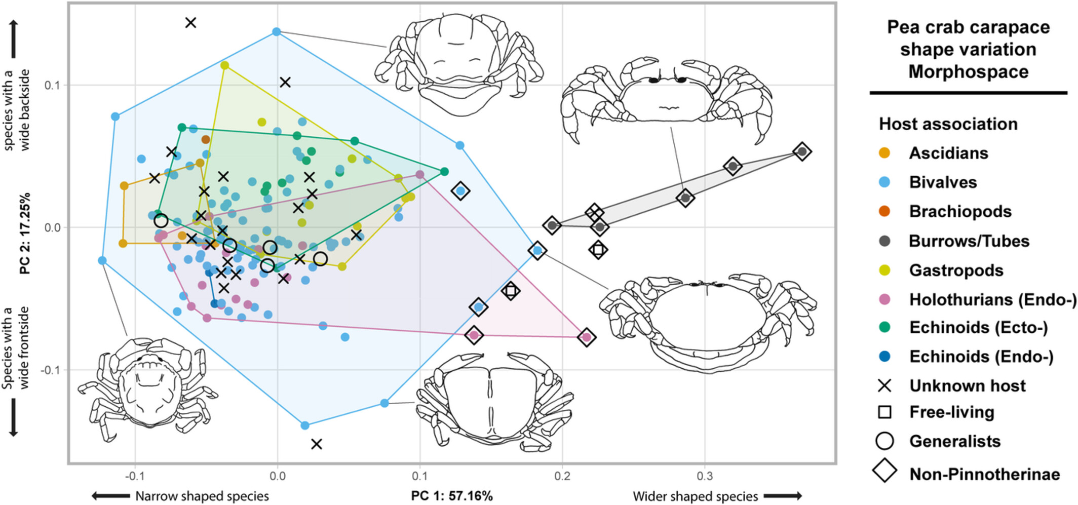 Phylomorphometrics reveal ecomorphological convergence in pea crab carapace shapes (Brachyura, Pinnotheridae)