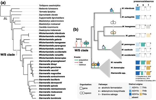 The Wickerhamiella/Starmerella clade—A treasure trove for the study of the evolution of yeast metabolism