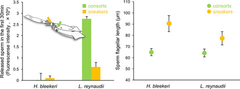 Sperm competition risk affects ejaculate strategy in terms of sperm number but not sperm size in squid