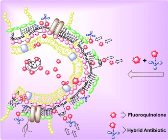 Adjuvants Based on Hybrid Antibiotics Overcome Resistance in Pseudomonas aeruginosa and Enhance Fluoroquinolone Efficacy