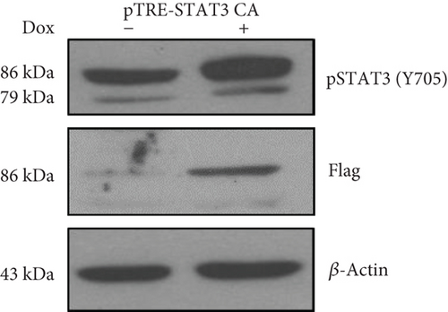 Details are in the caption following the image
