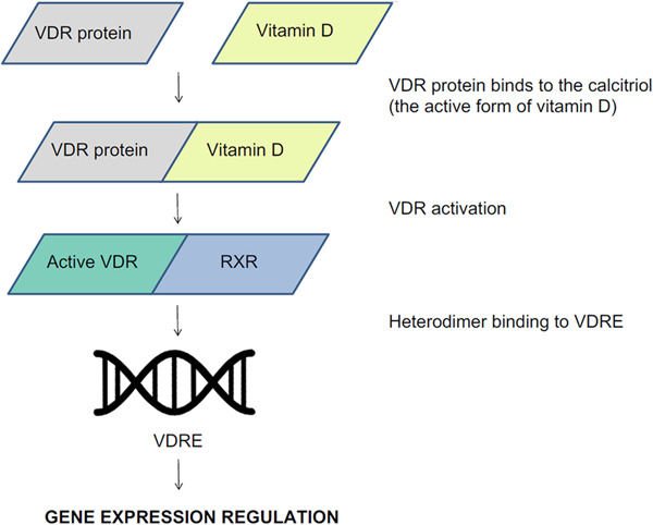 Vitamin D receptor gene polymorphisms in atopy