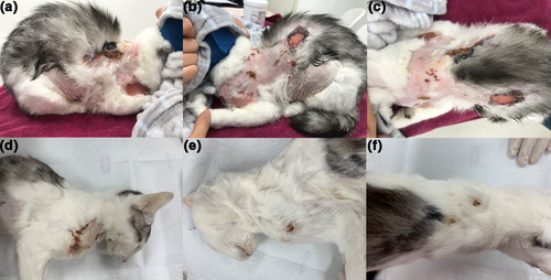 Details are in the caption following the image Details are in the caption following the image