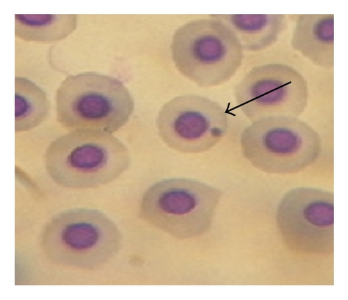 Details are in the caption following the image