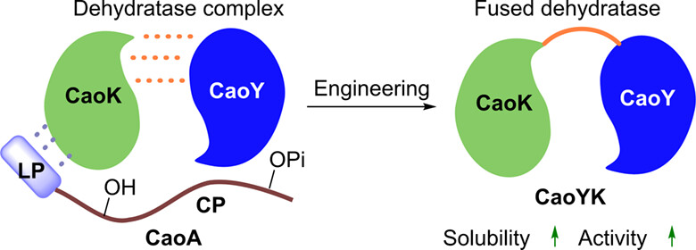 Mechanistic Investigations into the Catalytic Mode of a Dehydratase Complex Involved in the Biosynthesis of Lantibiotic Cacaoidin
